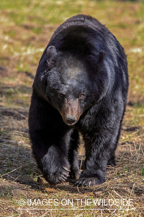 Black Bear in habitat.