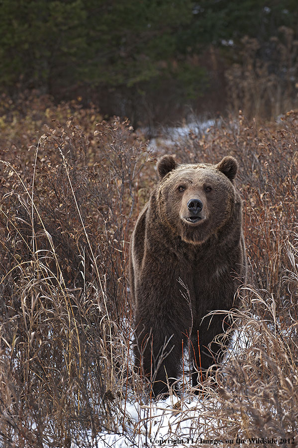 Grizzly Bear in habitat.