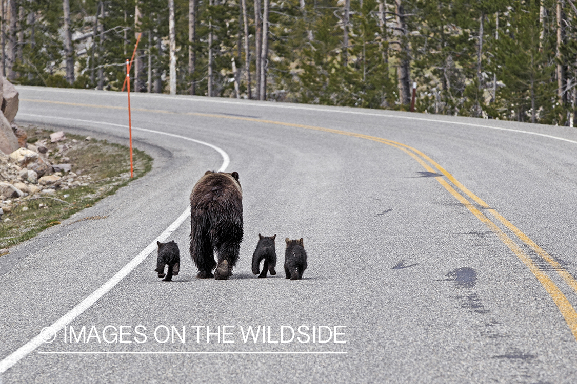 Grizzly Bear sow with cubs walking on highway. 