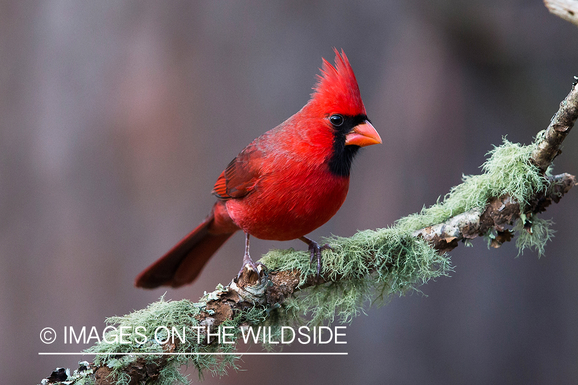 Northern cardinal in habitat.