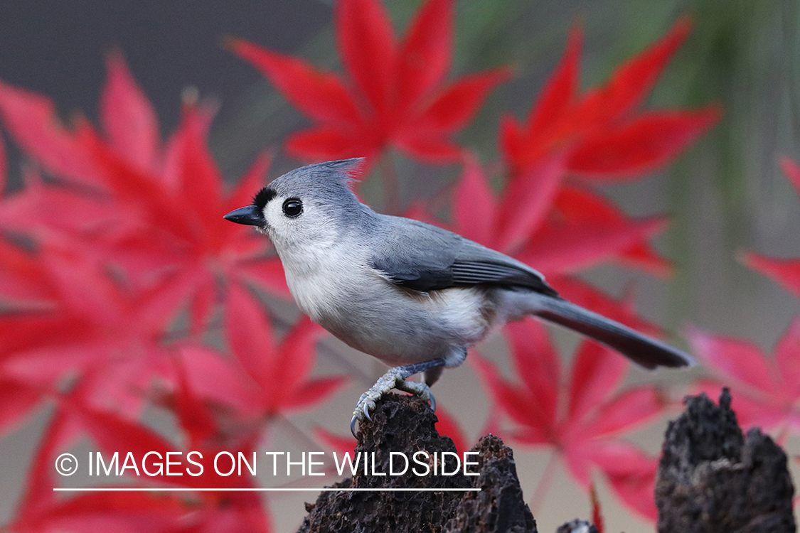 Tufted titmouse in habitat.