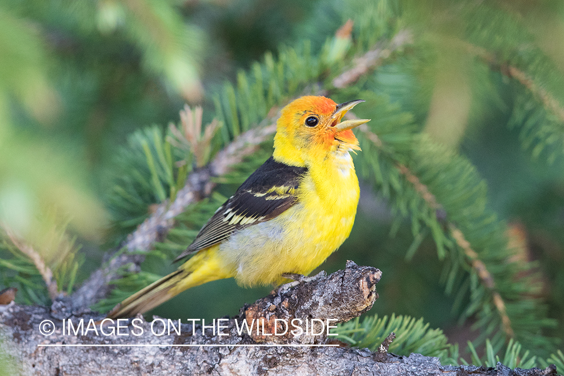 Western Tanager on branch.