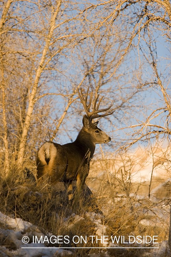 Mule deer in habitat.