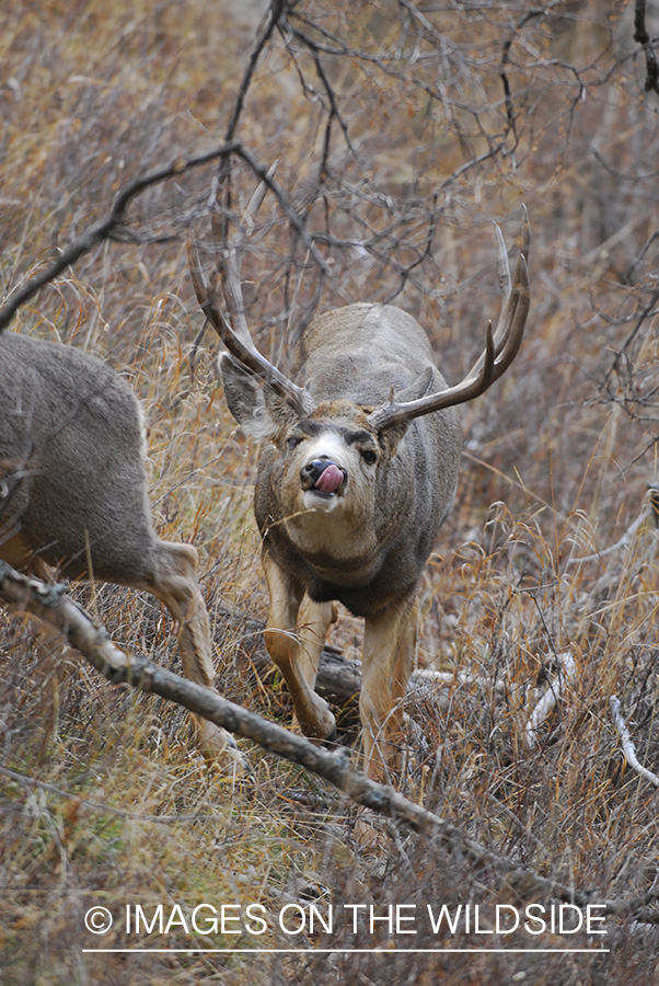 Mule deer 