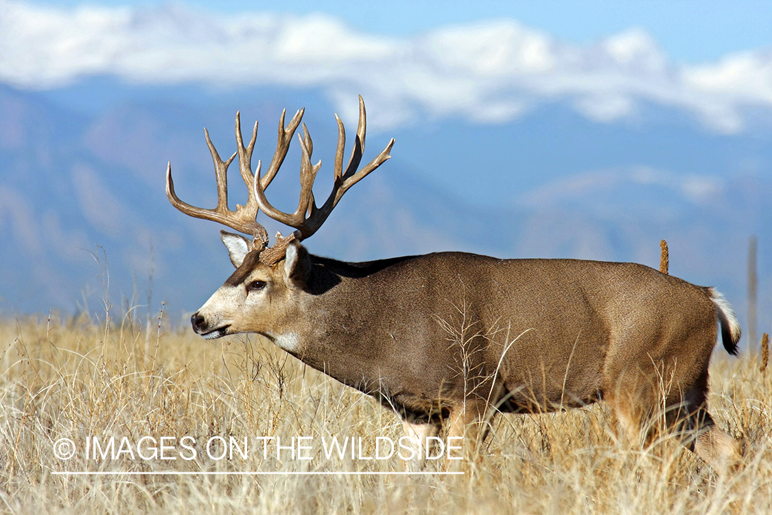 Mule deer buck in habitat. 