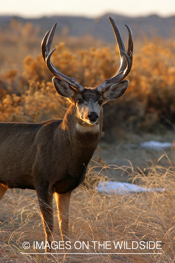 Mule deer buck in habitat. 