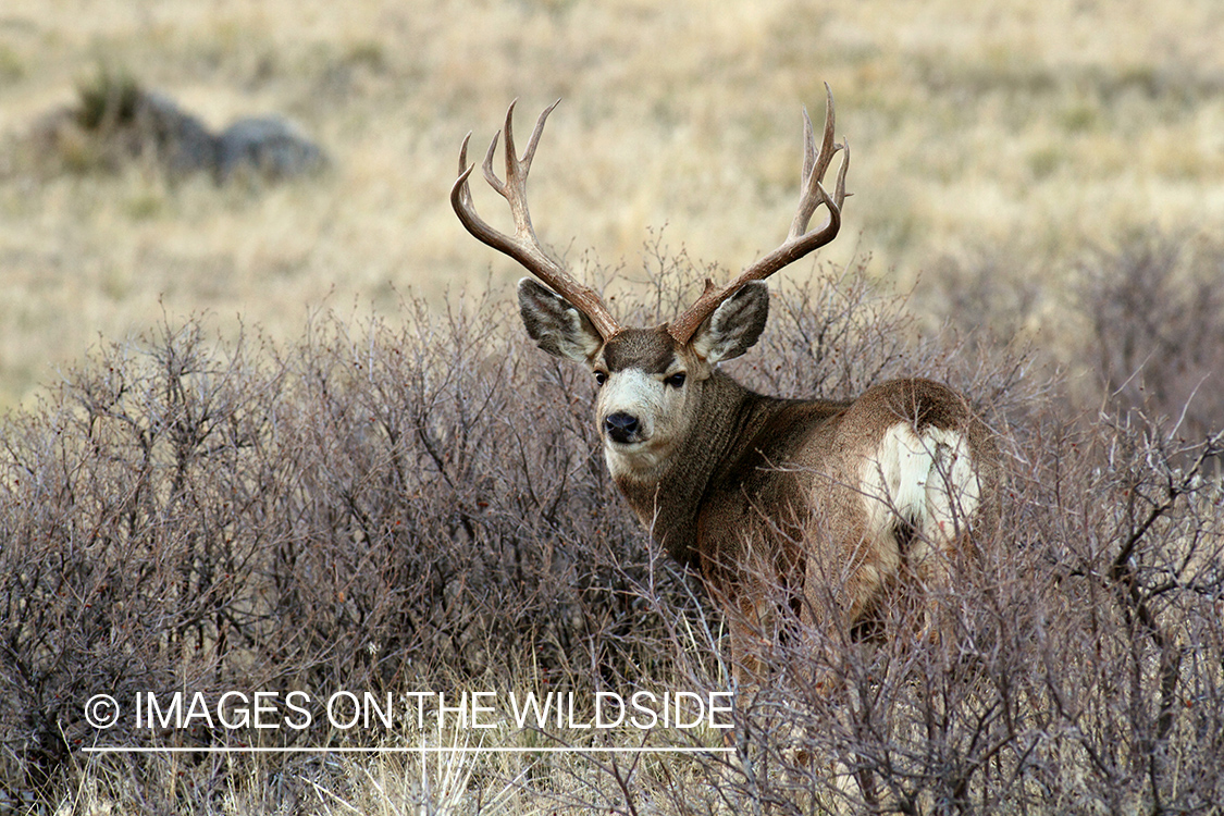 Mule Deer buck in habitat.