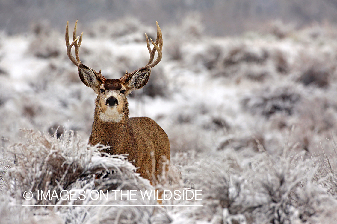 Mule deer buck in snow.