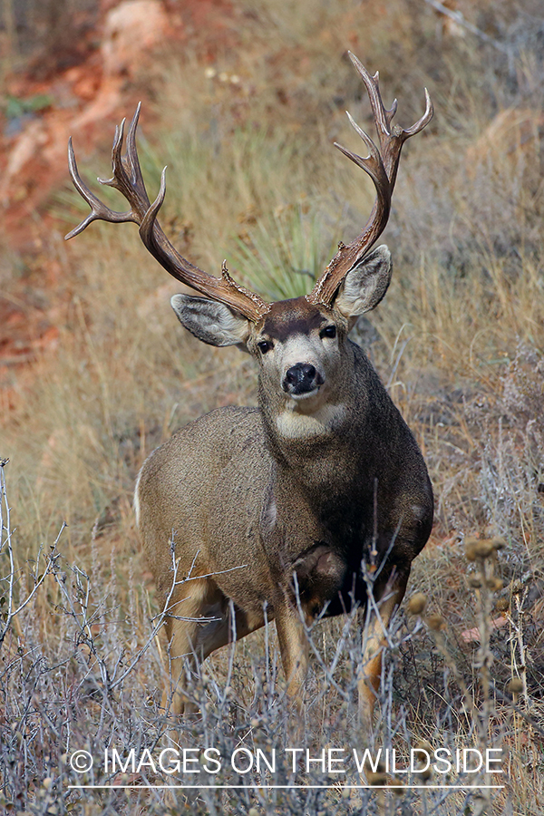 Mule deer buck in habitat. 