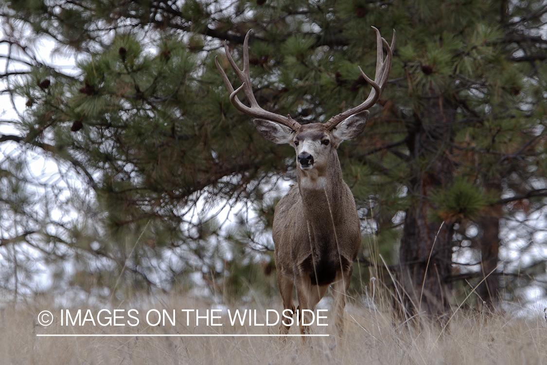 Mule deer buck in field.