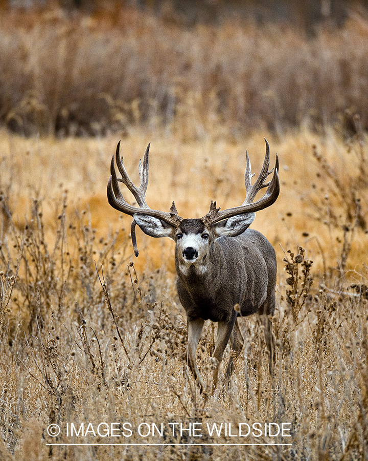 Mule deer buck in winter field.