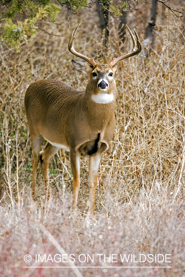 White-tailed buck.