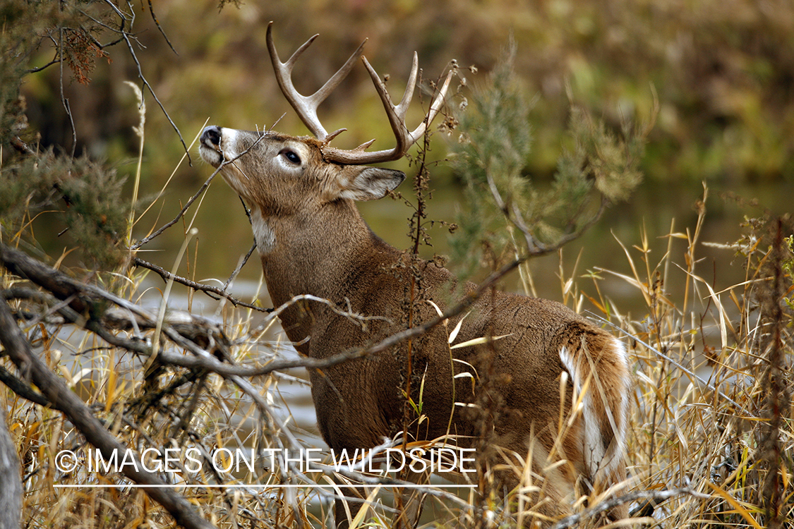 Whitetail Buck in Rut