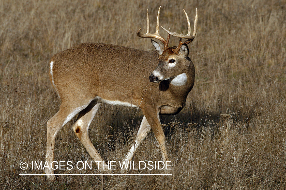 Whitetail Buck