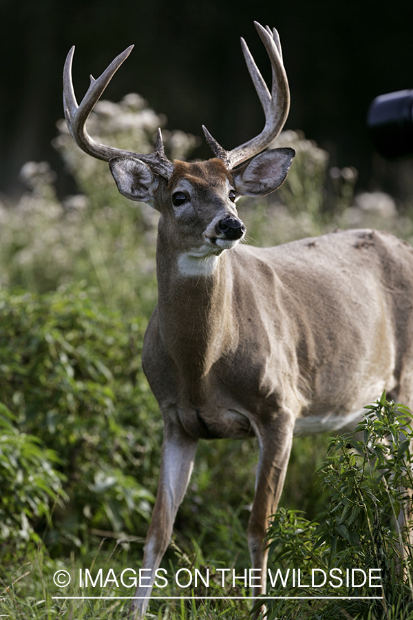 Whitetail buck 