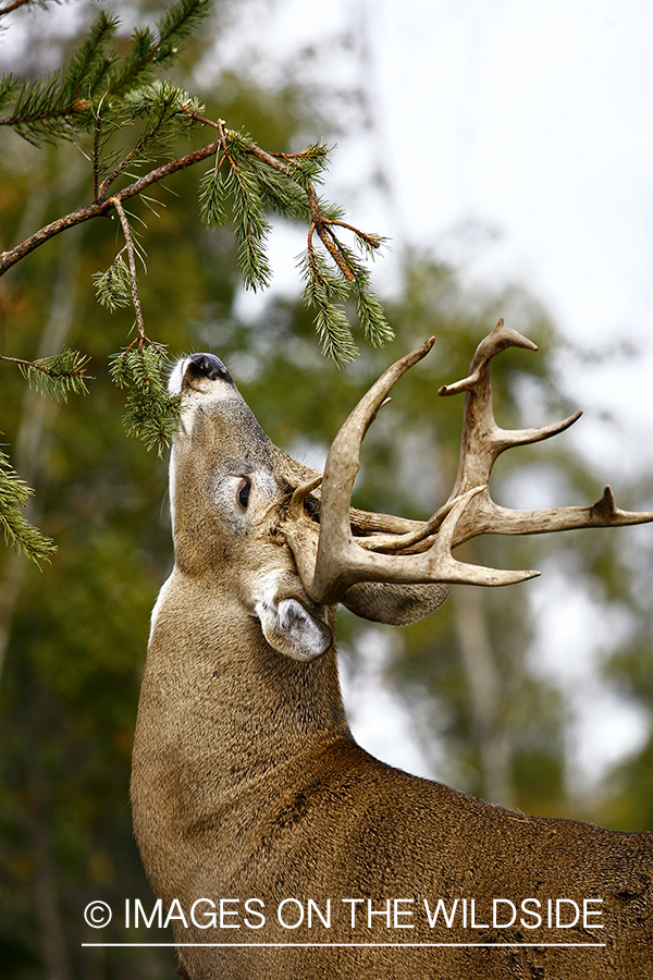 Whitetail buck rubbing antlers in tree.