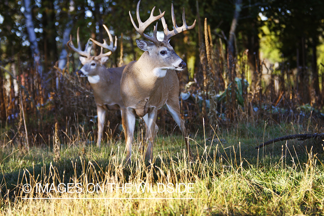 Whitetail bucks in habitat