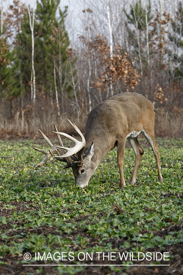 Whitetail buck in habitat.