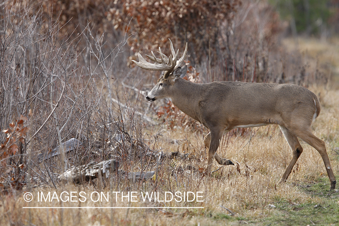 Whitetail buck in habitat.