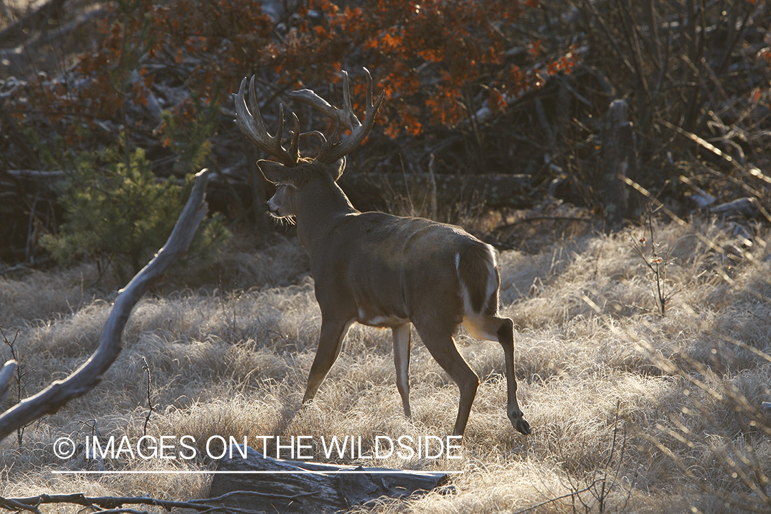 Whitetail buck in habitat.