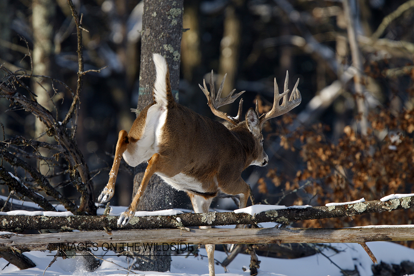 White-tailed buck in habitat.