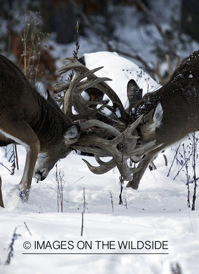 White-tailed buck in habitat.