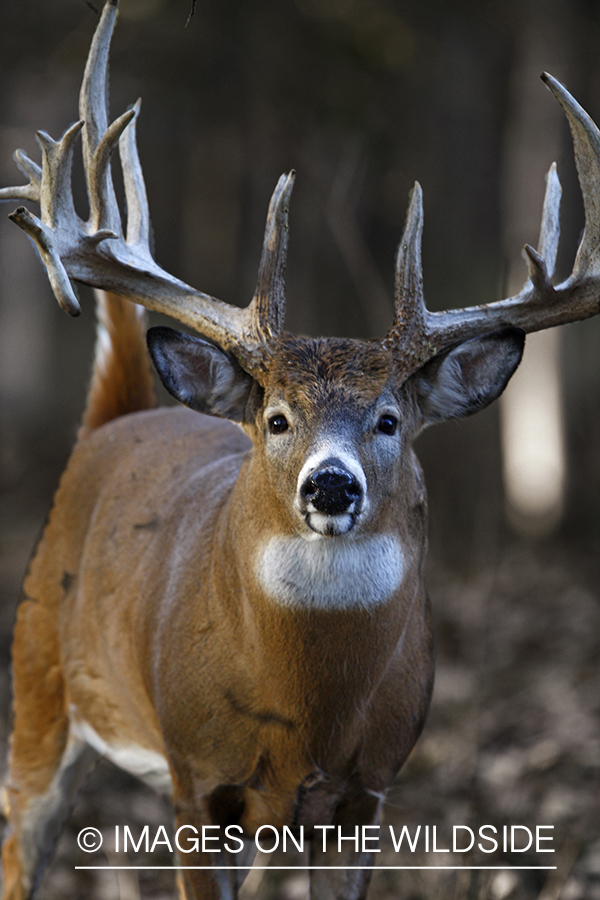 Whitetail Deer, Montana. (Original image # 00271-039.90D)