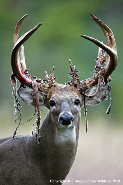 White-tailed buck in habitat in the velvet