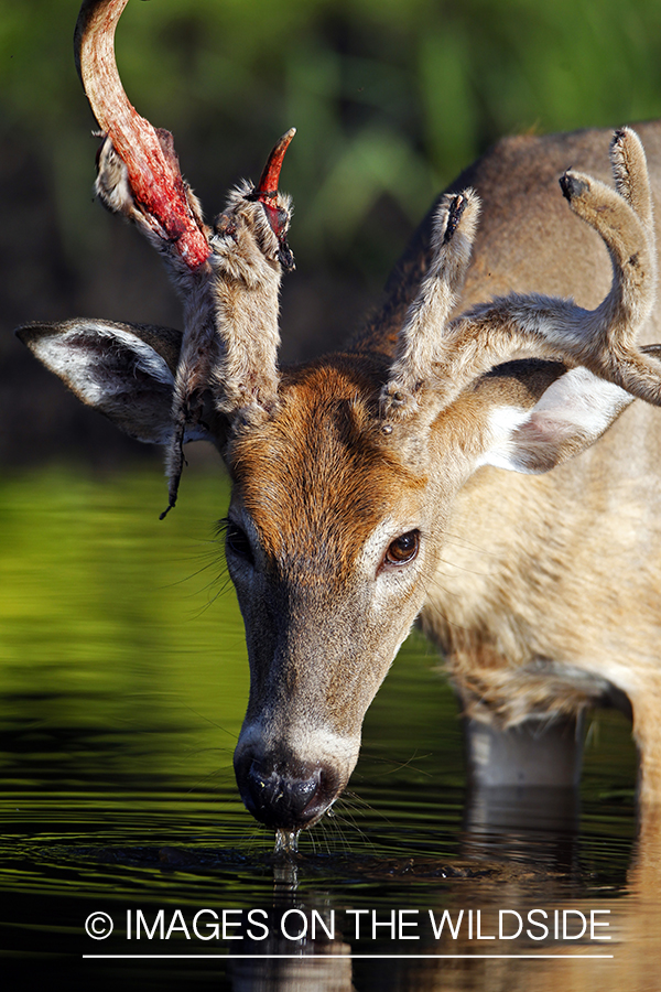 White-tailed buck in velvet 