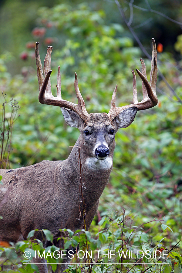 White-tailed buck in habitat. *