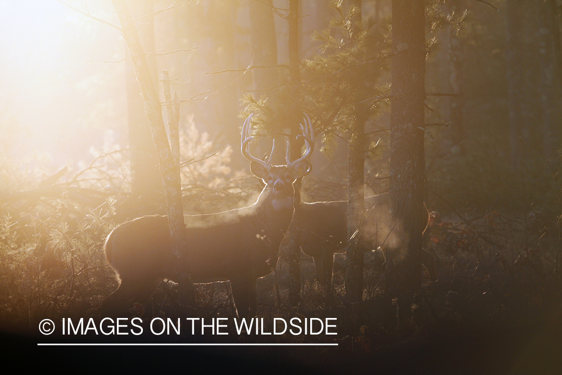 White-tailed buck in habitat. *