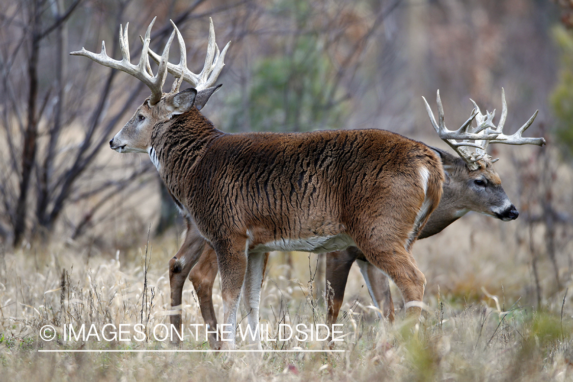 White-tailed bucks in habitat. *