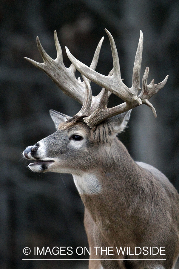 White-tailed buck rubbing tree. 