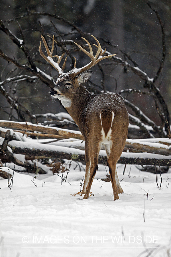 White-tailed buck in habitat. *