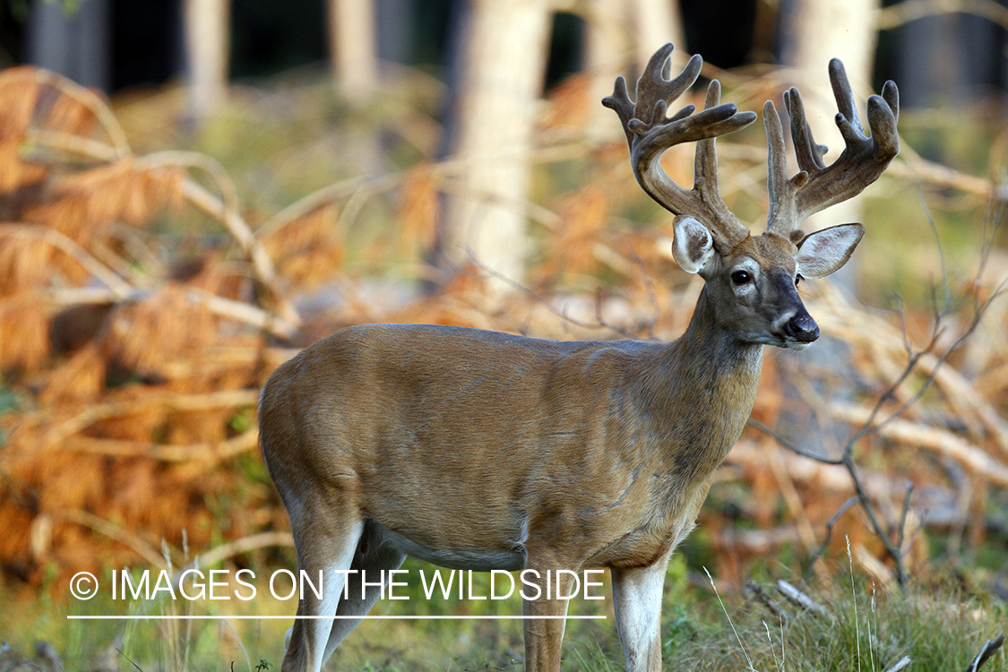 White-tailed buck in velvet.  