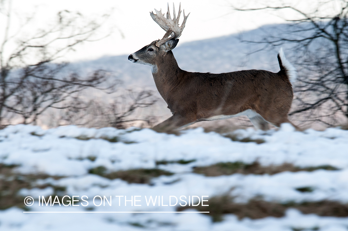 White-tailed buck running through field.