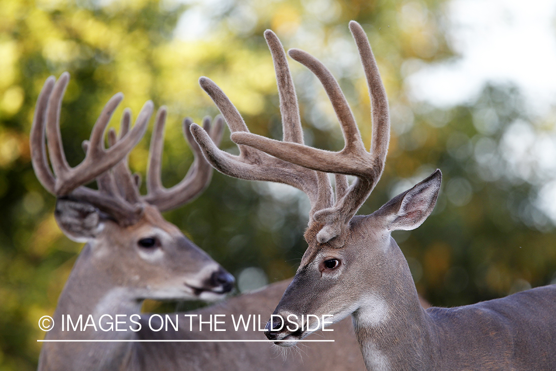 White-tailed bucks in velvet.  