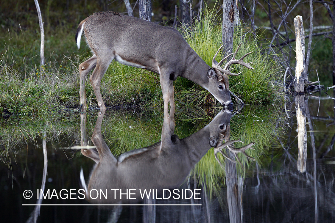 White-tailed buck with reflection.   