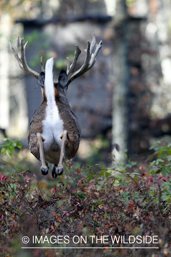 White-tailed buck flagging tail. 