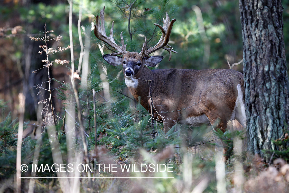 White-tailed buck in habitat. 