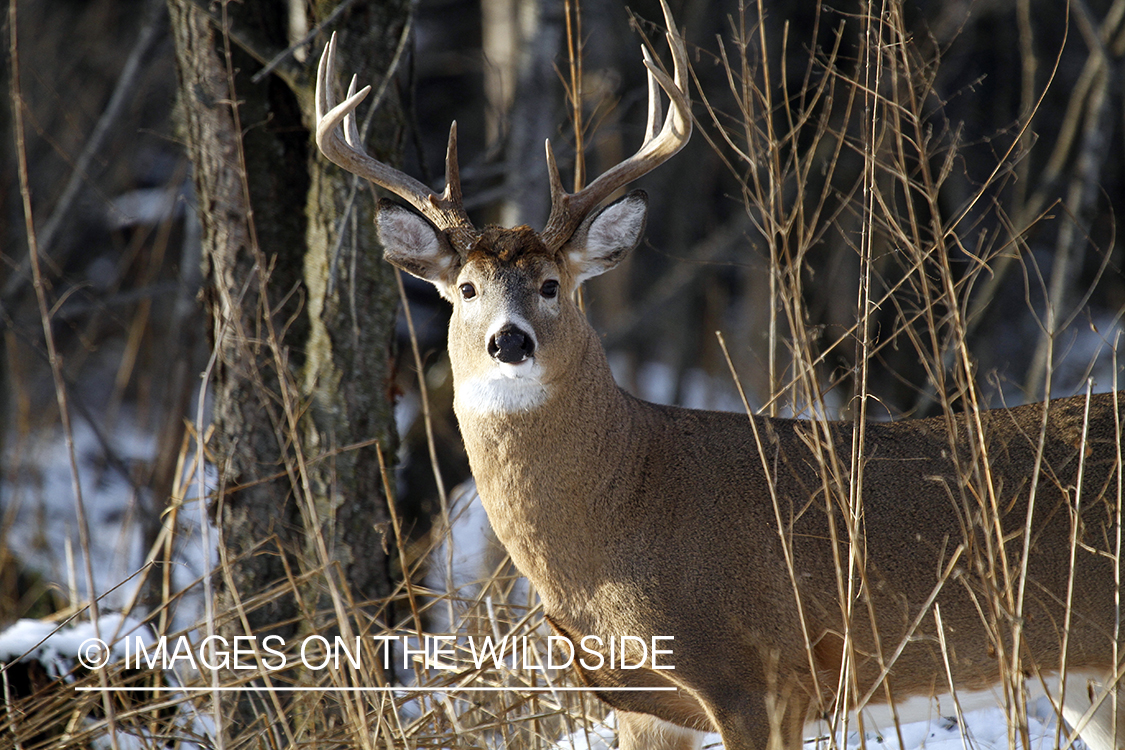 White-tailed buck in habitat.  