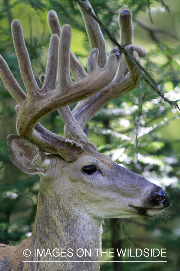 White-tailed buck in velvet.