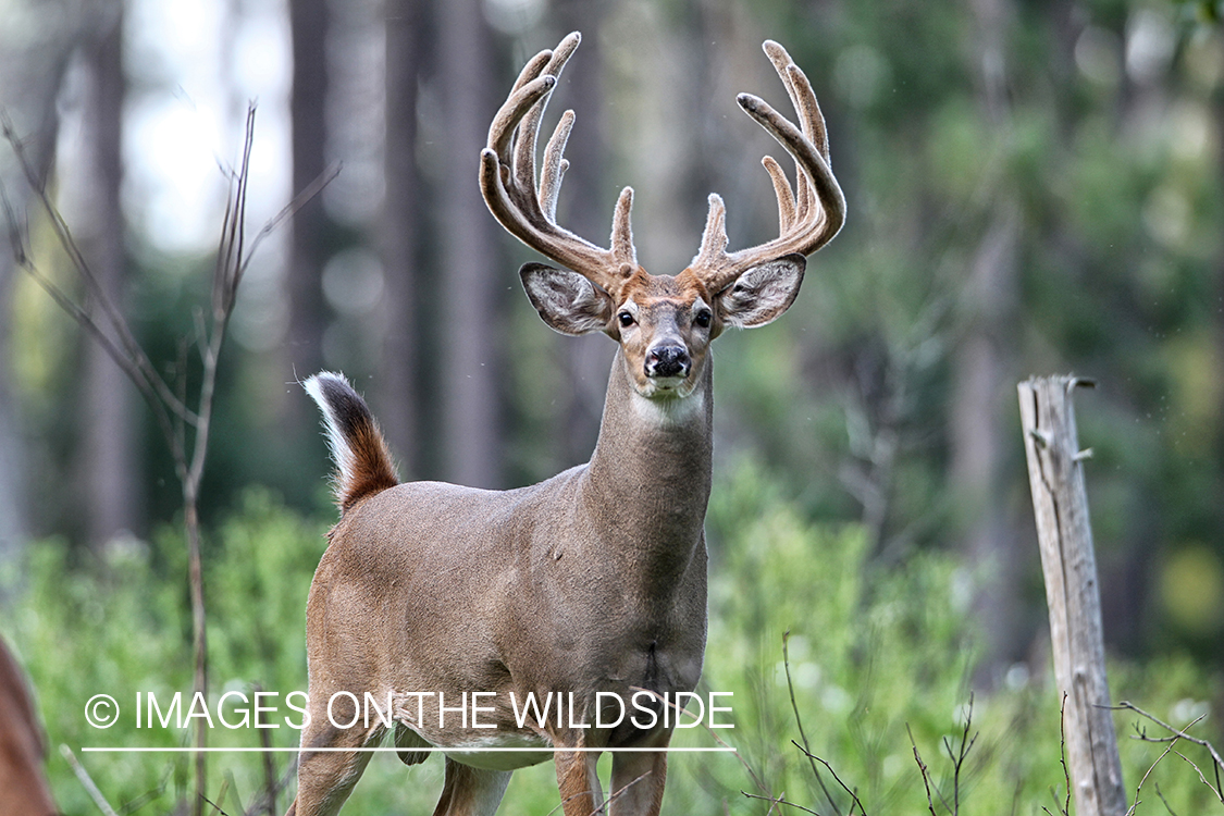 White-tailed buck in habitat.