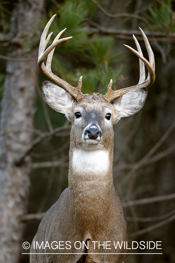 White-tailed buck in habitat.