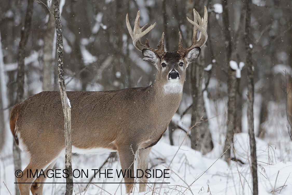 White-tailed buck in winter habitat.