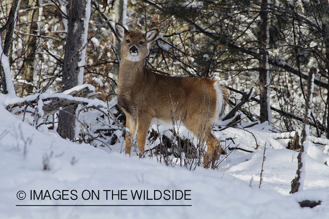 White-tailed fawn in habitat.