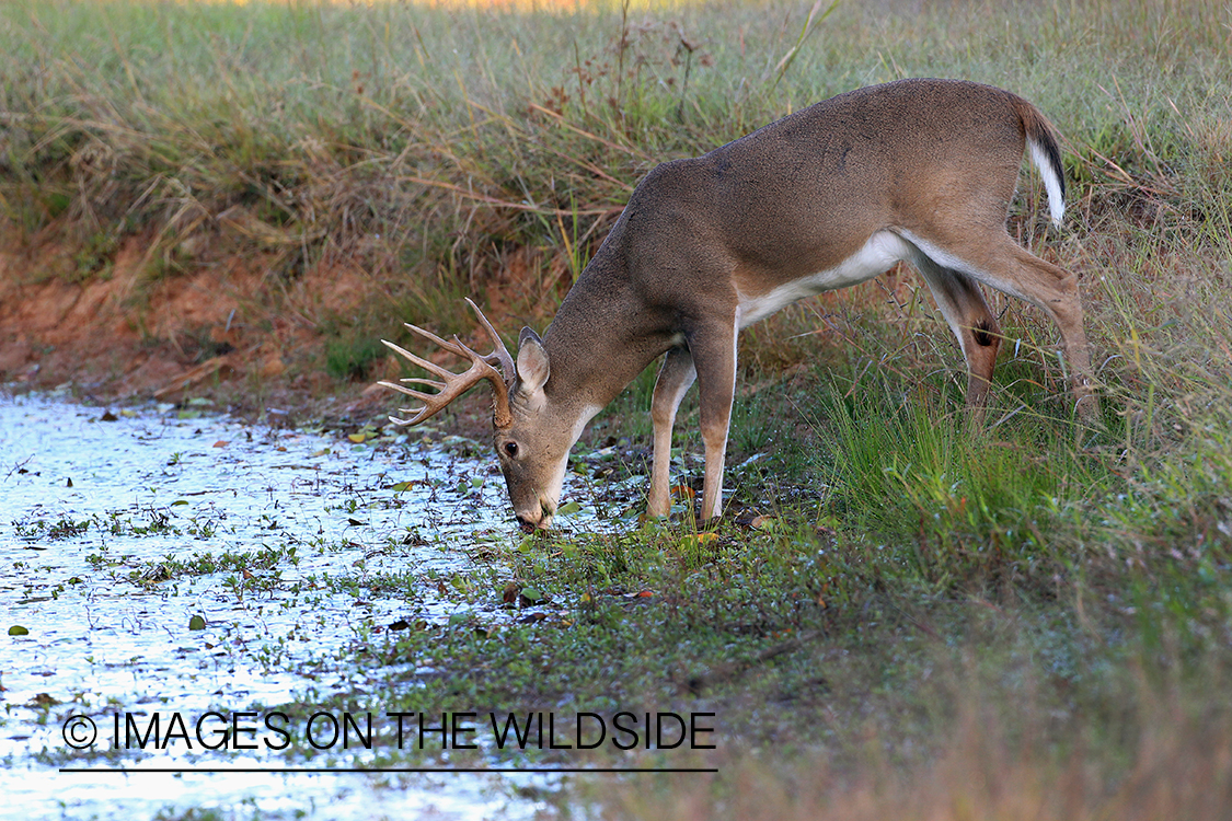 White-tailed buck drinking from stream.