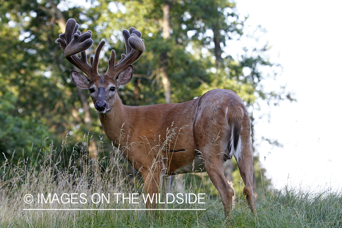 White-tailed buck in habitat.