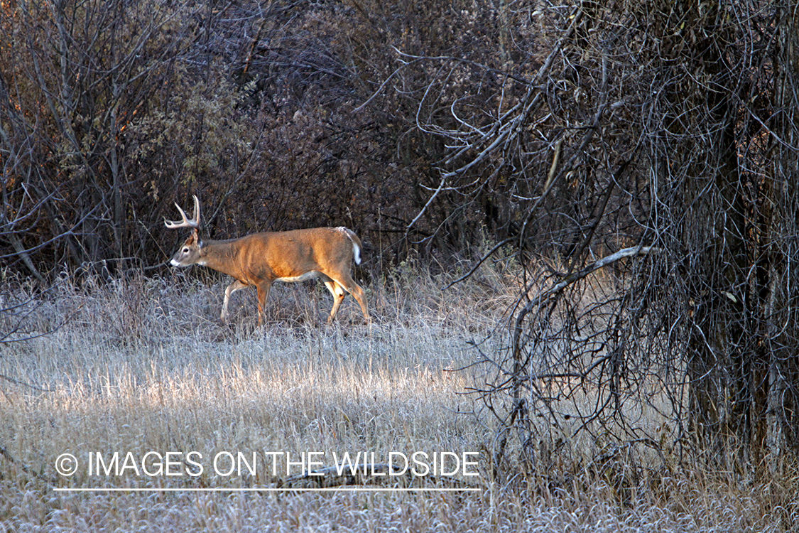 View of White-tailed buck in habitat from tree stand.