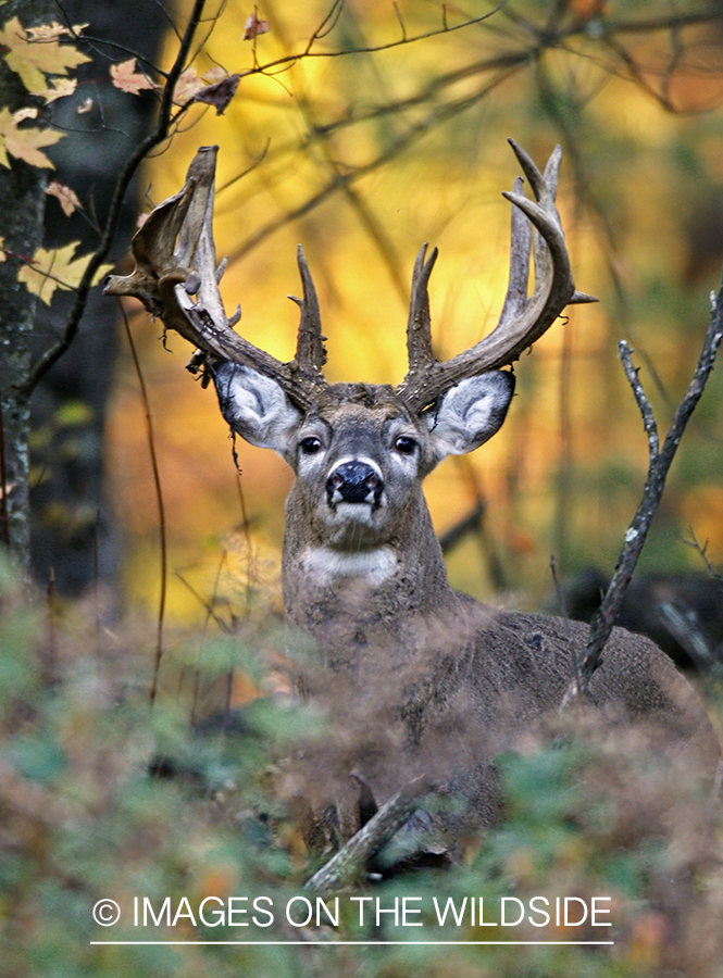 White-tailed buck in habitat.